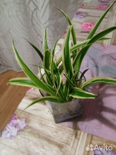 Хлорофитум