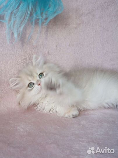 Длинношерстный мальчик, голубое золото