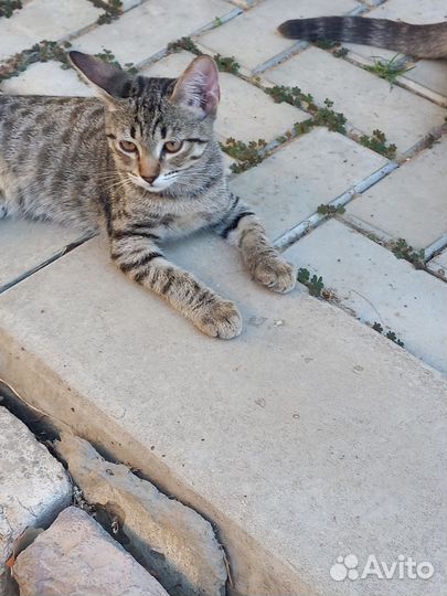 Отдам в добрые руки