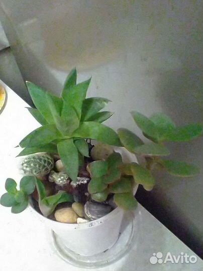 Кактусы разные сорта