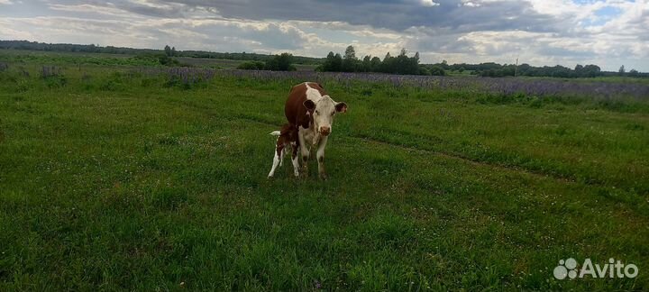 Корова герефорд