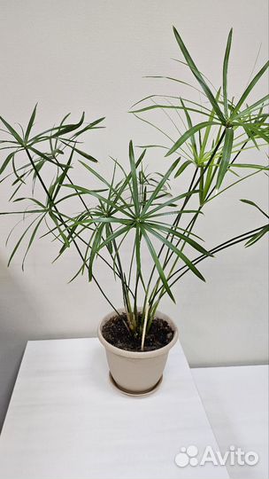 Циперус папирус