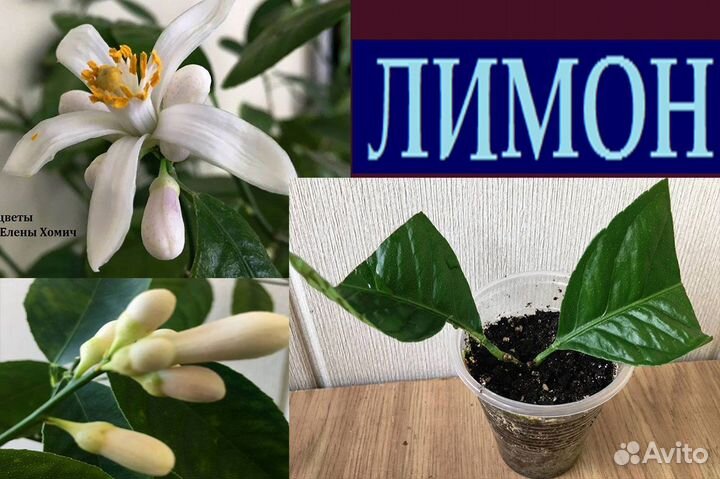 Карисса,кофе,мирт,лайм,лимон,гранат,метросид,мурай