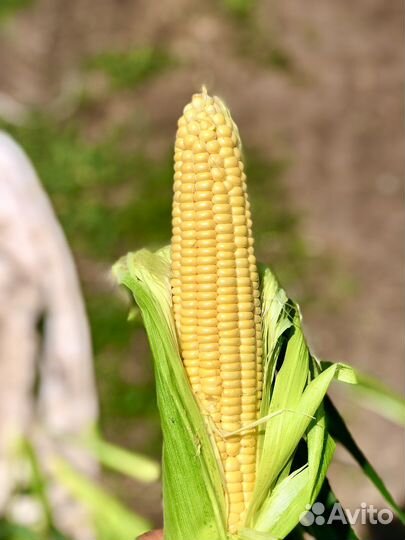 Кукуруза
