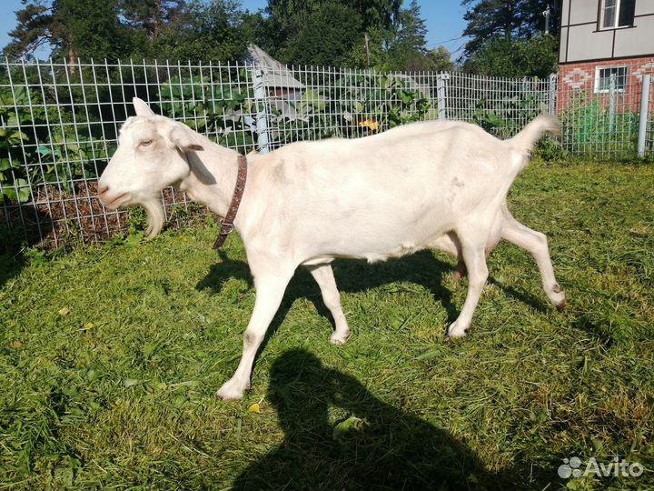 Продам козу дойную
