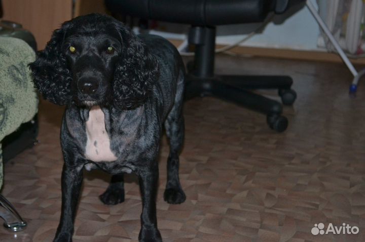 Груминг/Стрижка животных