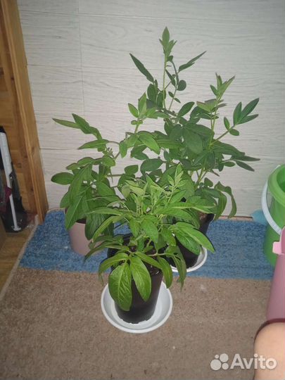 Рассада пепино (дынная груша)