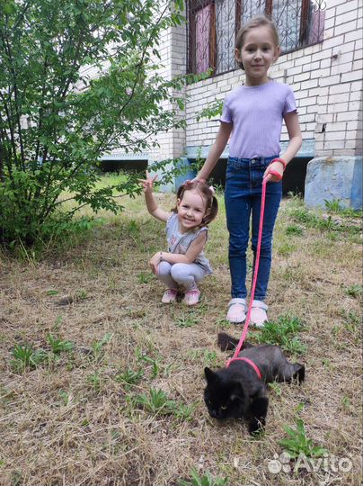 Кошка в добрые руки