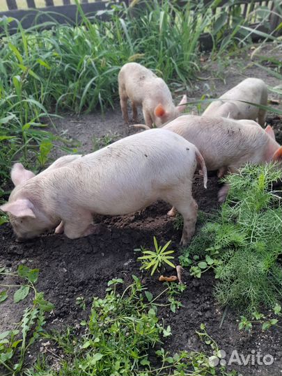 Поросята