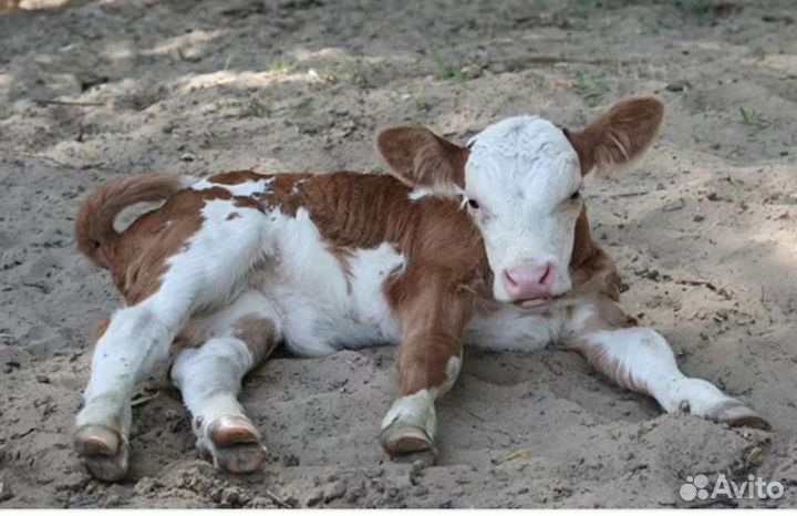 Поросята, Телочка