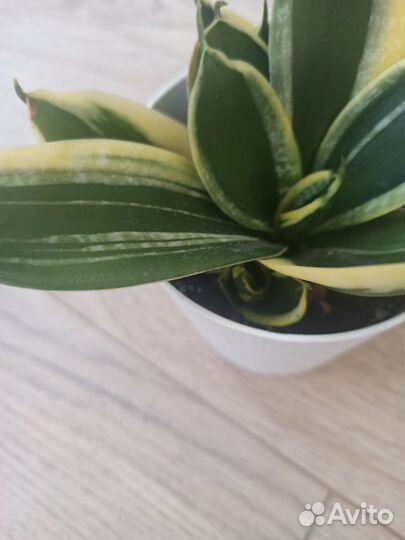 Сансевиерия ханни крео