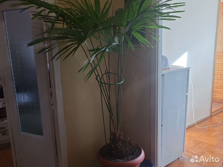 Пальма китайская