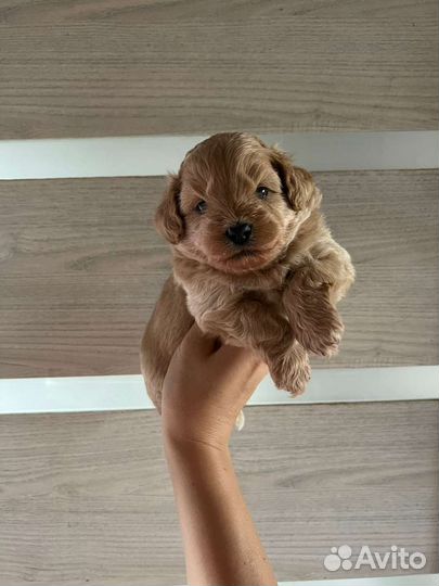 Мальтипу ф1 девочка карамель