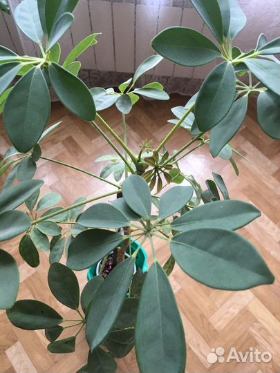 Шеффлера, фуксия, хойя