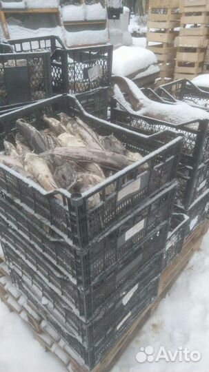 Рыба для корма животным