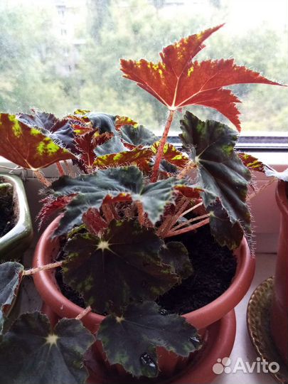 Бегония декоративно лиственная