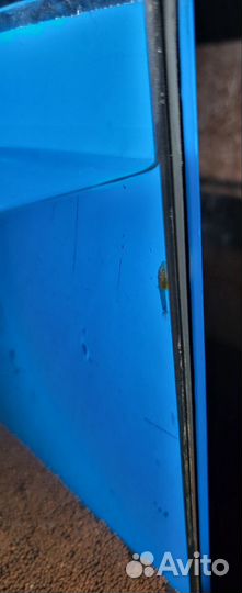 Сомики анциструсы