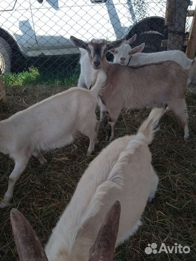 Овцы полукурдючные. Козлята и ягнята молодняк