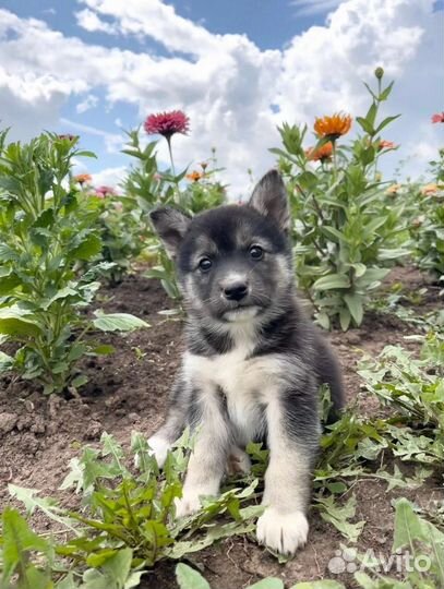 Щенок метис