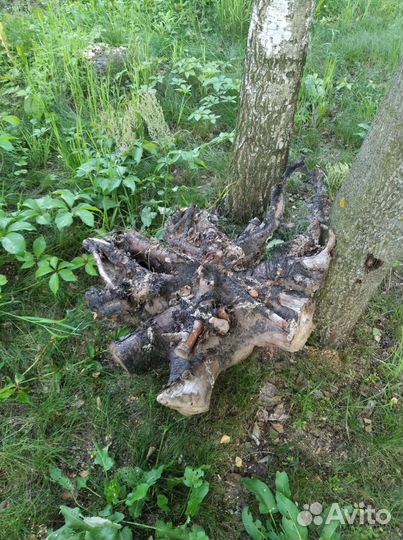 Пень коряга корень