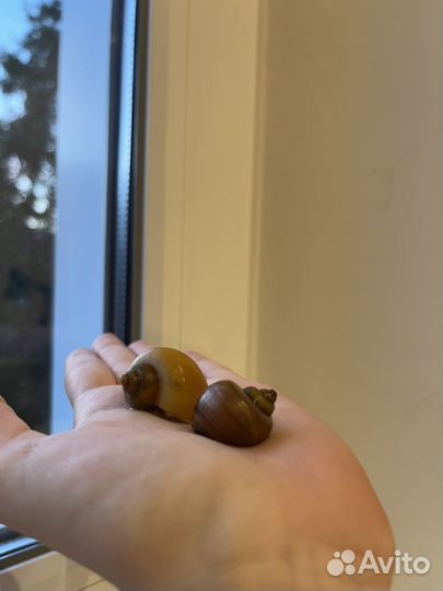 Улитки аквариумные ампулярии