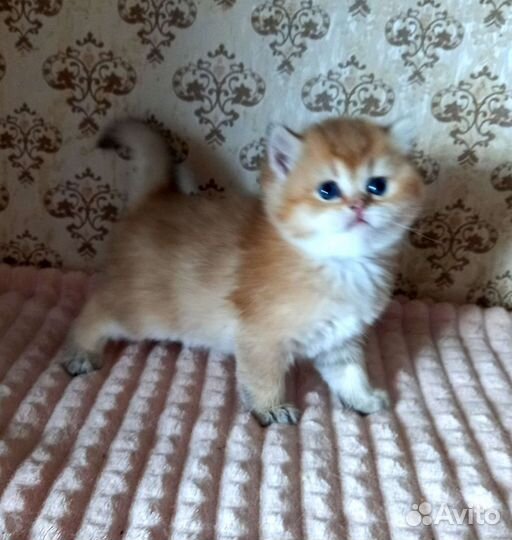 Золотые британчики