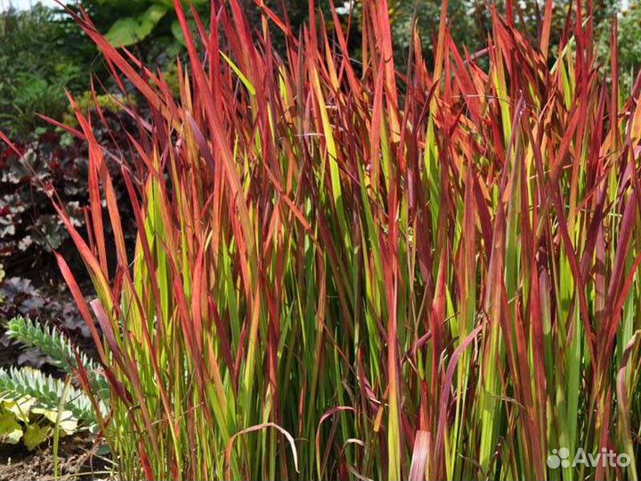 Декоративные злаки