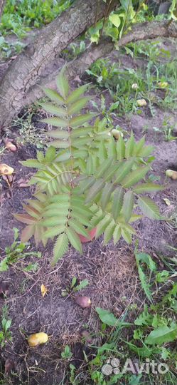 Декоративный кустарник. Рябинник рябинолистный