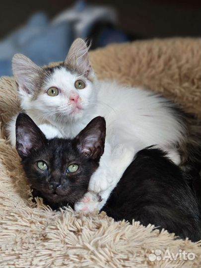 Красивые котятки в добрые руки
