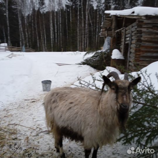 Козы дойные