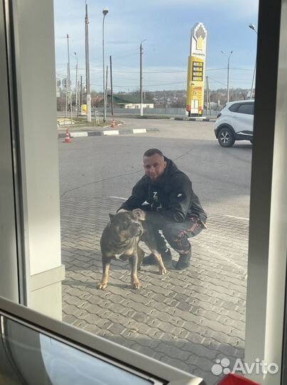 Американский булли вязка