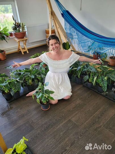 Алоказия драгон скейл