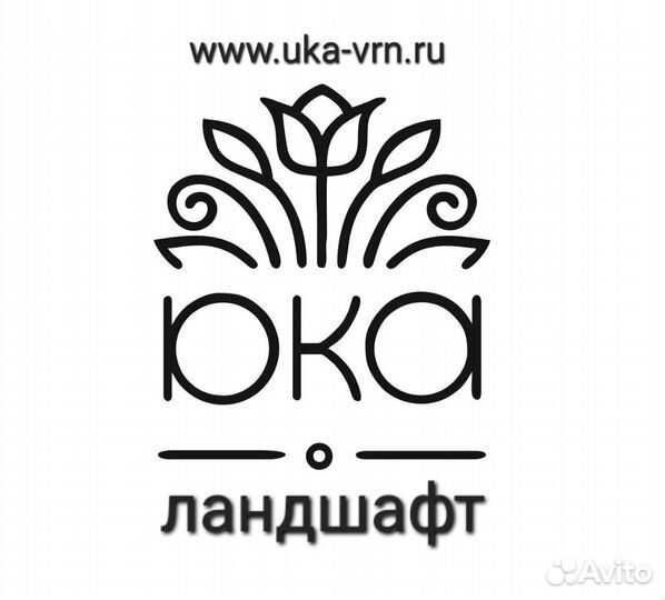 Купить Ниваки Бонсай в Воронеже с доставкой