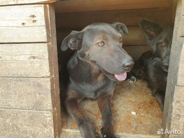 Метис шарпея, сука, здоровая, в добрые руи