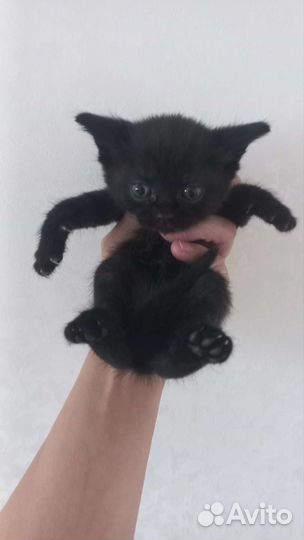 Котята вислоухие и обычные