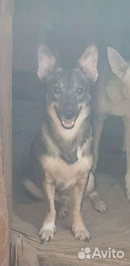 Стерилизованная небольшая собачка в дом