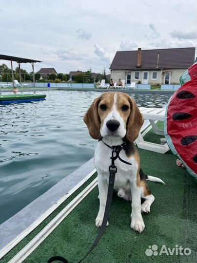 Вязка кабеля бигль