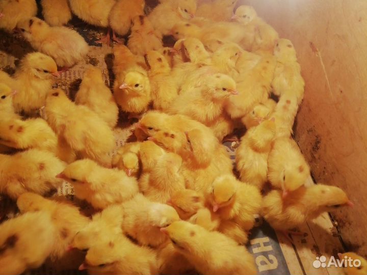 Яйцо перепела