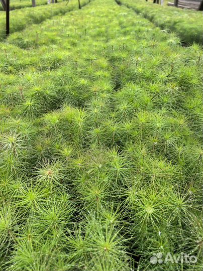 Сосна с окс сеянцы саженцы лесовосстановления