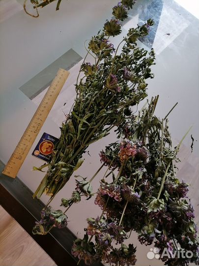 Монарда и другие пряные лечебные травы