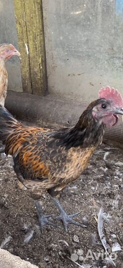 Мускусные индоутята и породистые петушки