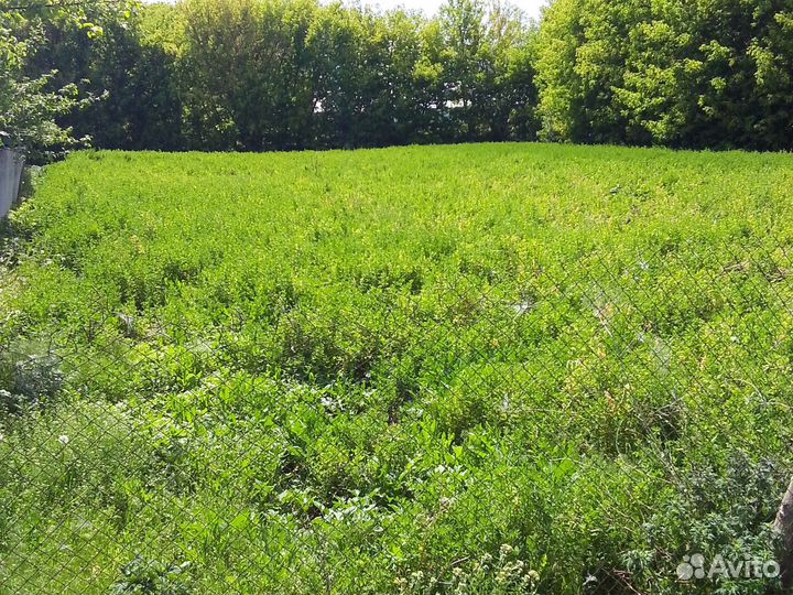 Спарцет на сено