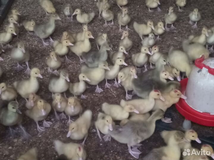 Утята гусята