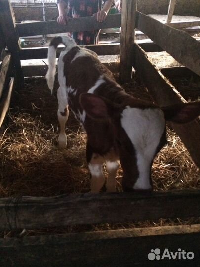 Продам телок айширской породы