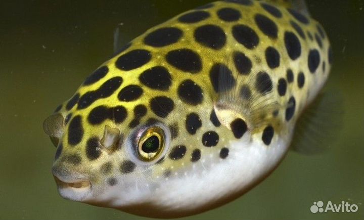 Аквариумные рыбки