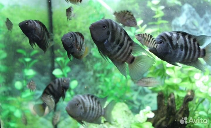 Рыбка цихлида