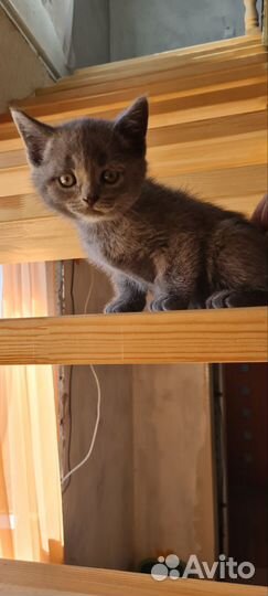 Британские котята