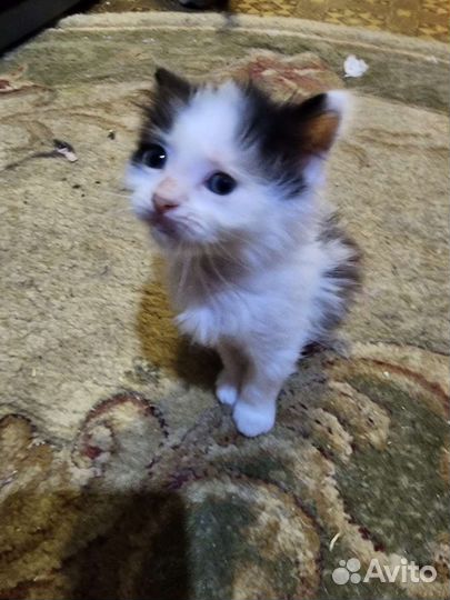 Котята