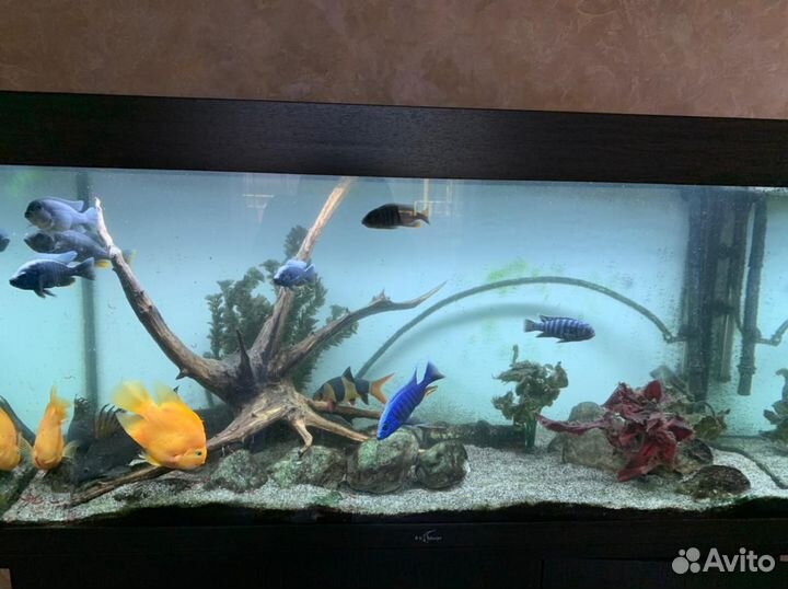 Аквариум