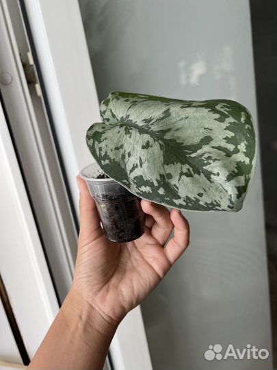 Сциндапсусы, эпипремнумы